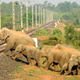 Elephants crossing a railway track in West Bengal’s Bankura district.